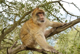 Monkeys smash theory that only humans can make sharp stone tools 